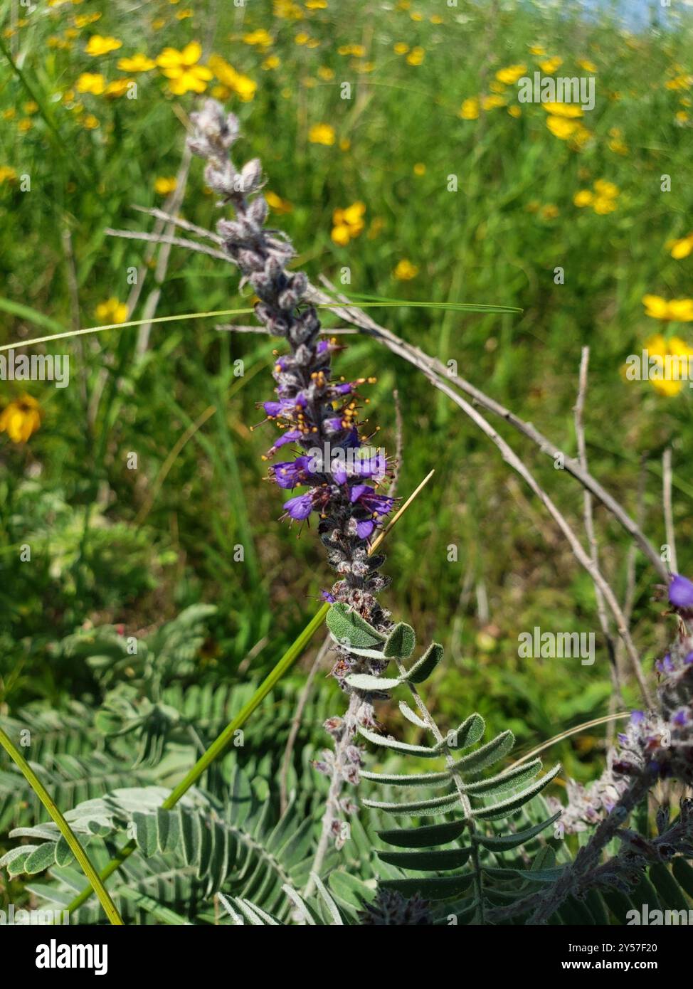 Plante de plomb (Amorpha canescens) Plantae Banque D'Images