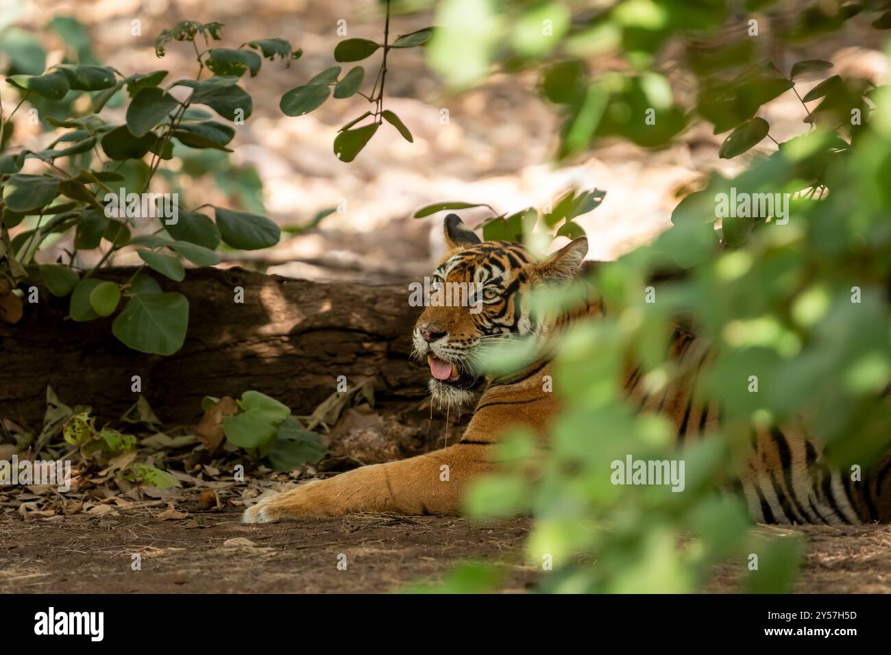 Femelle sauvage tigre du bengale ou tigresse noor T39 panthera tigris assis ou se reposant dans des tons de feuilles vertes naturelles dans la forêt du parc national de ranthambore Banque D'Images