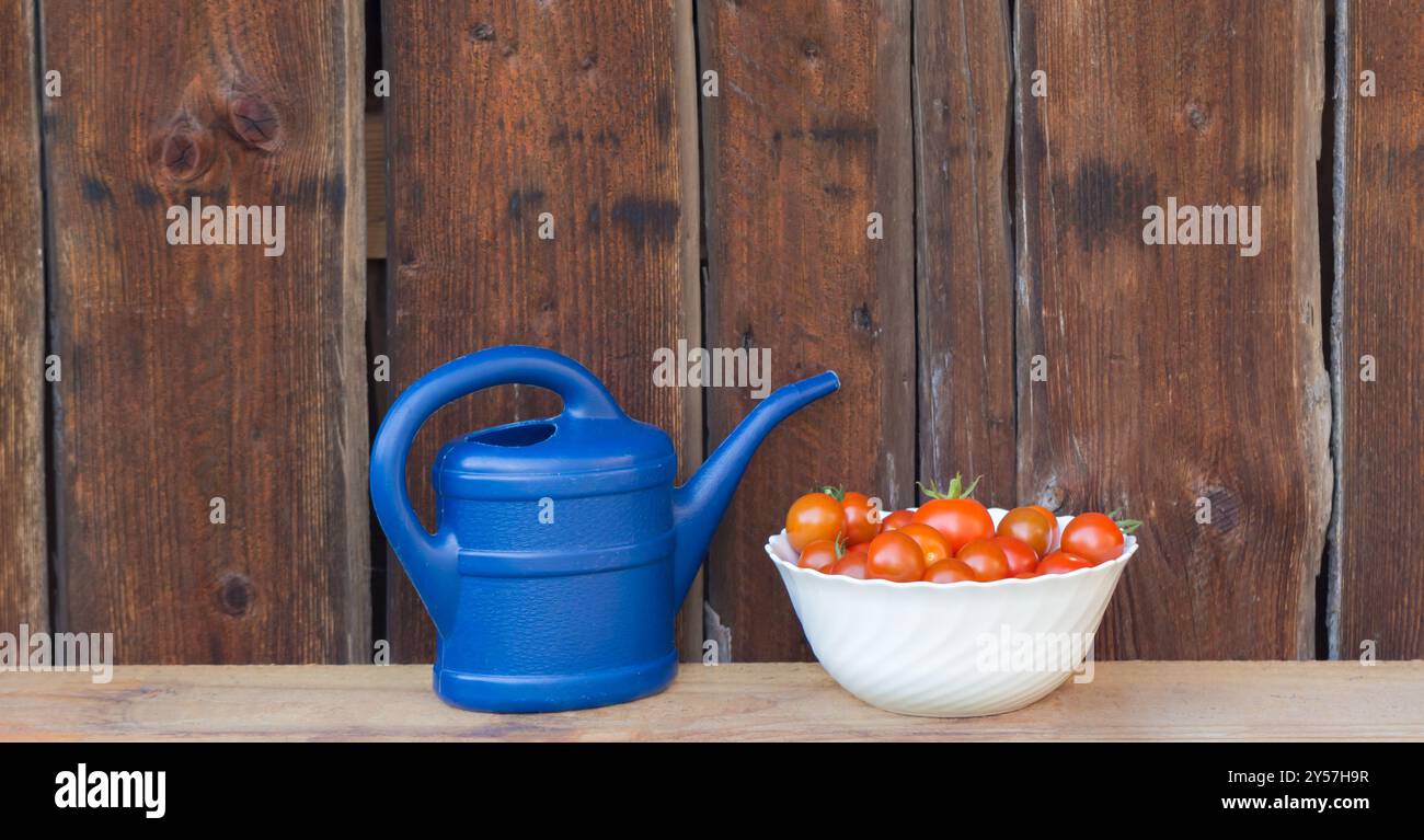 Récoltez les tomates rouges dans un bol blanc puis dans un arrosoir bleu. Jardinage de légumes frais et juteux de l'agriculture agricole. Nature organique solanum bio t Banque D'Images