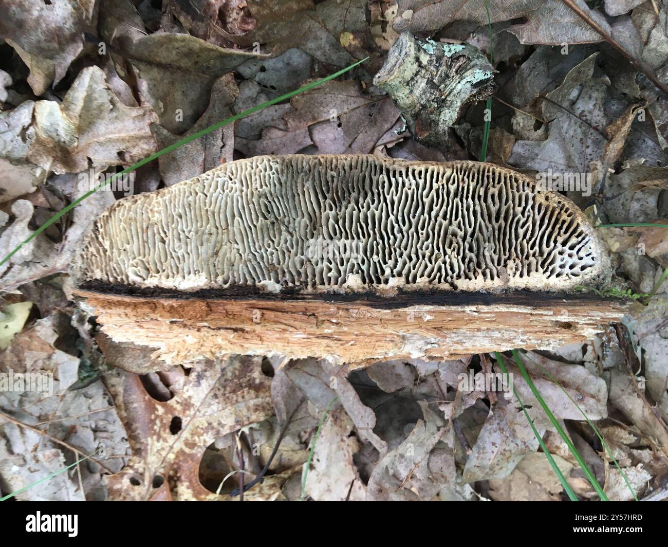 Champignons mazegill du chêne (Fomitopsis quercina) Banque D'Images