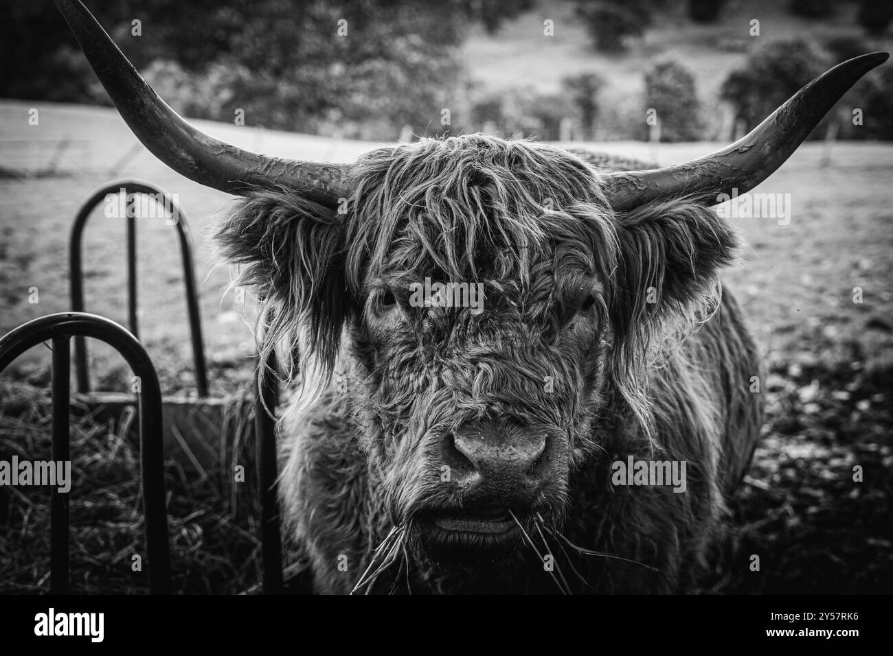 Portrait gros plan d'une vache montagneuse de Sottish regardant directement la caméra, haut niveau de détail noir et blanc. Banque D'Images