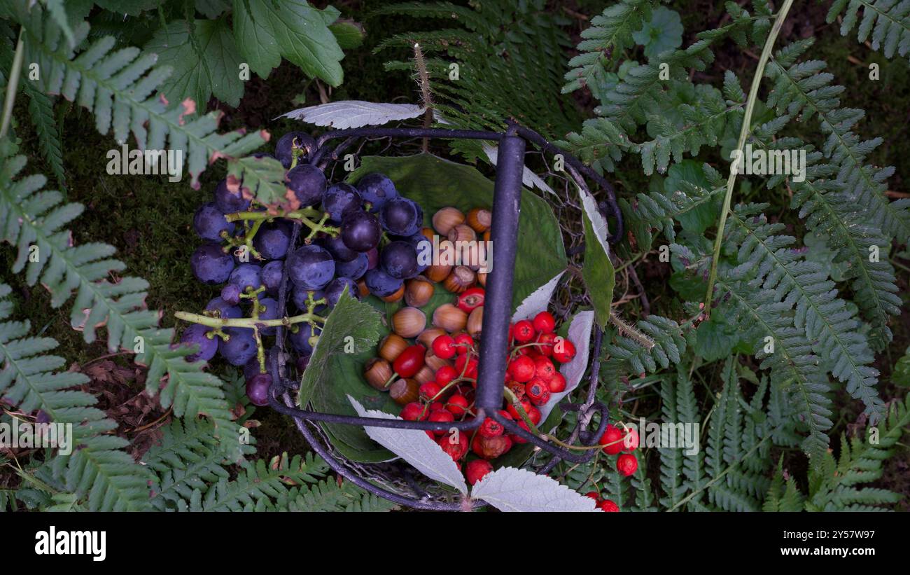 Fruits sauvages du jardin entouré de feuilles de fougères. Banque D'Images