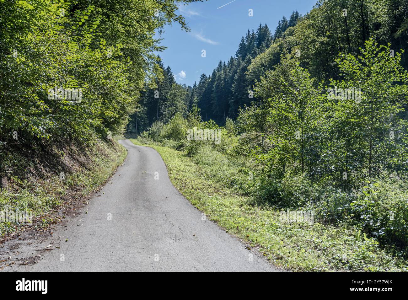 Paysage forestier avec route escarpée parmi les arbres verts, tourné en été à la lumière vive près de Durbach, Forêt Noire, Baden Wuttenberg, Allemagne Banque D'Images