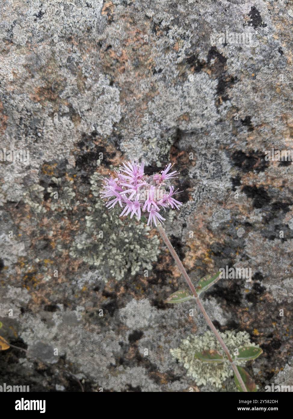 Menthe coyote (Monardella villosa) Plantae Banque D'Images