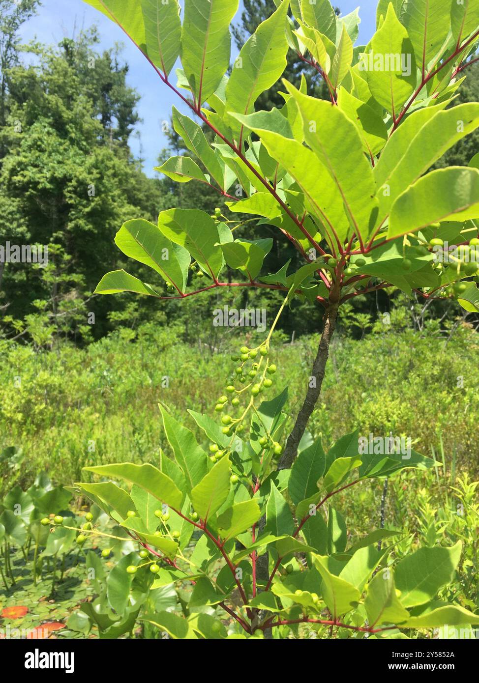 Poison sumac (Toxicodendron vernix) Plantae Banque D'Images