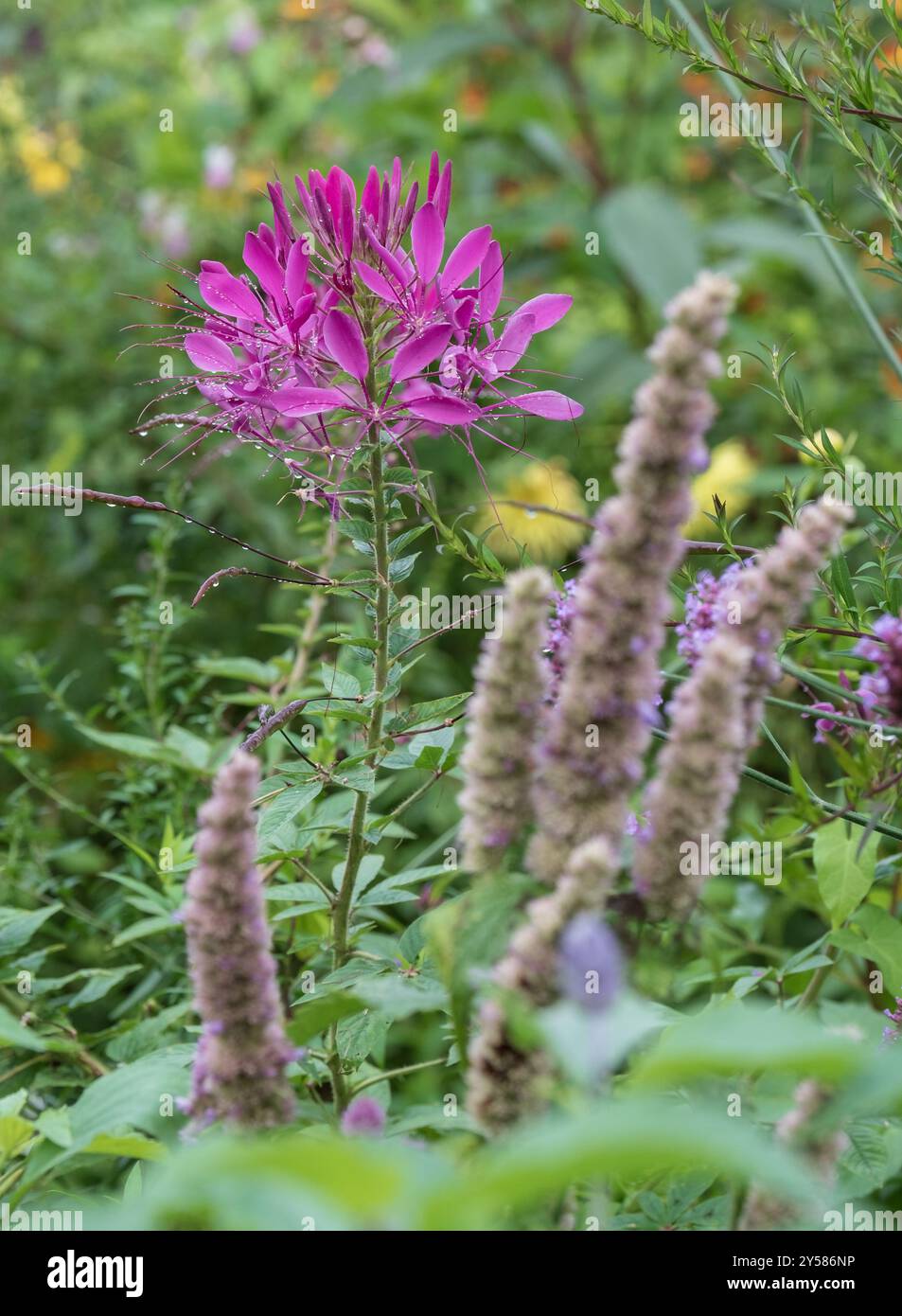 Célome rose dans les fleurs colorées dans le jardin de la maison du peintre impressionniste Claude Monet à Giverny, France. Banque D'Images