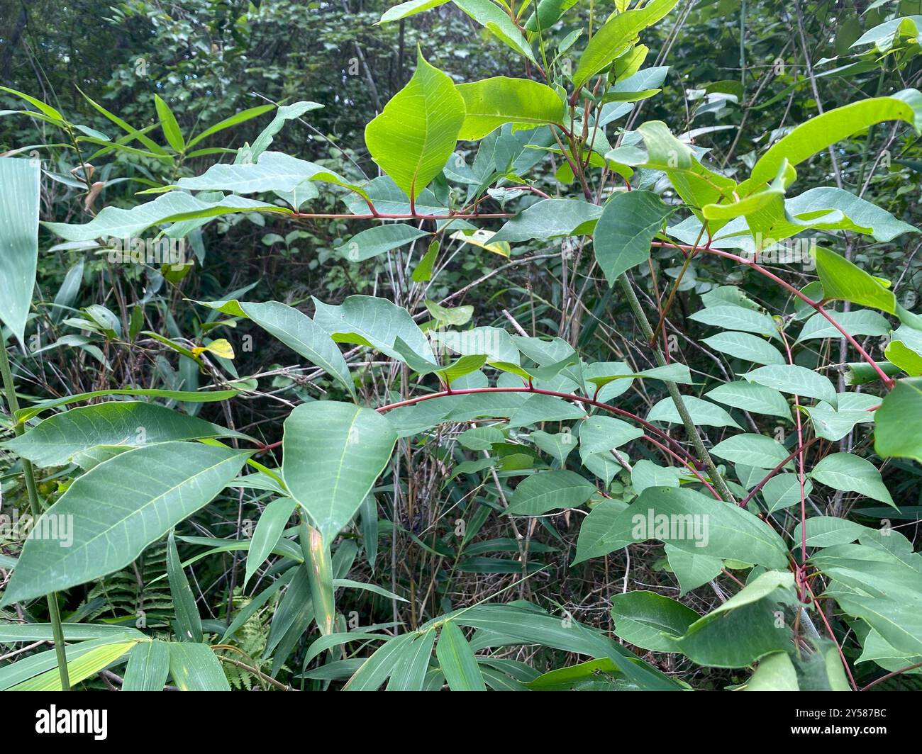 Poison sumac (Toxicodendron vernix) Plantae Banque D'Images