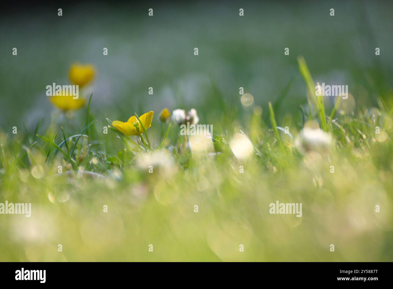 Pelouse en gros plan avec trèfle et mauvaises herbes en forme de buttercup Banque D'Images