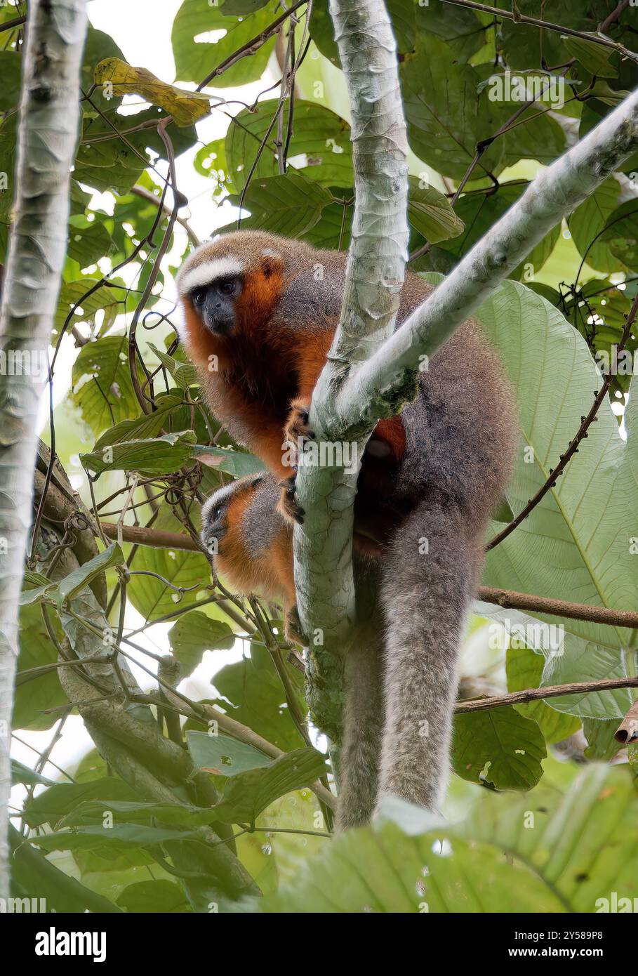 Singe titi à queue blanche, Weißschwanz-Springaffe, Plecturocebus discolor, Parc national de Yasuní, Équateur, Amérique du Sud Banque D'Images