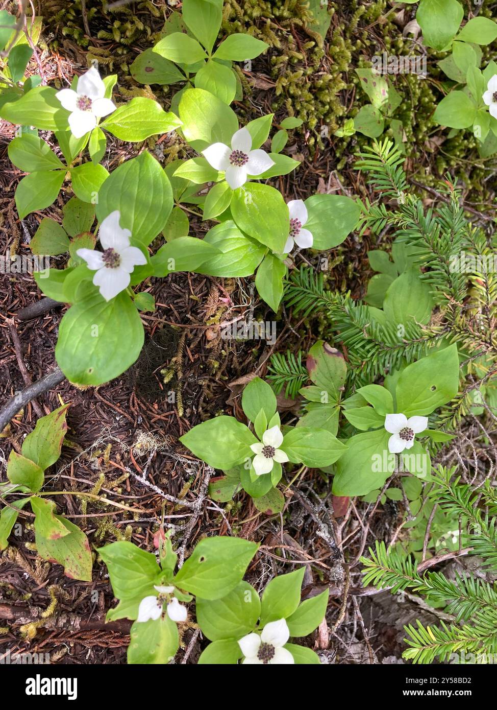 Bunchberry de l'Ouest (Cornus unalaschkensis) Plantae Banque D'Images