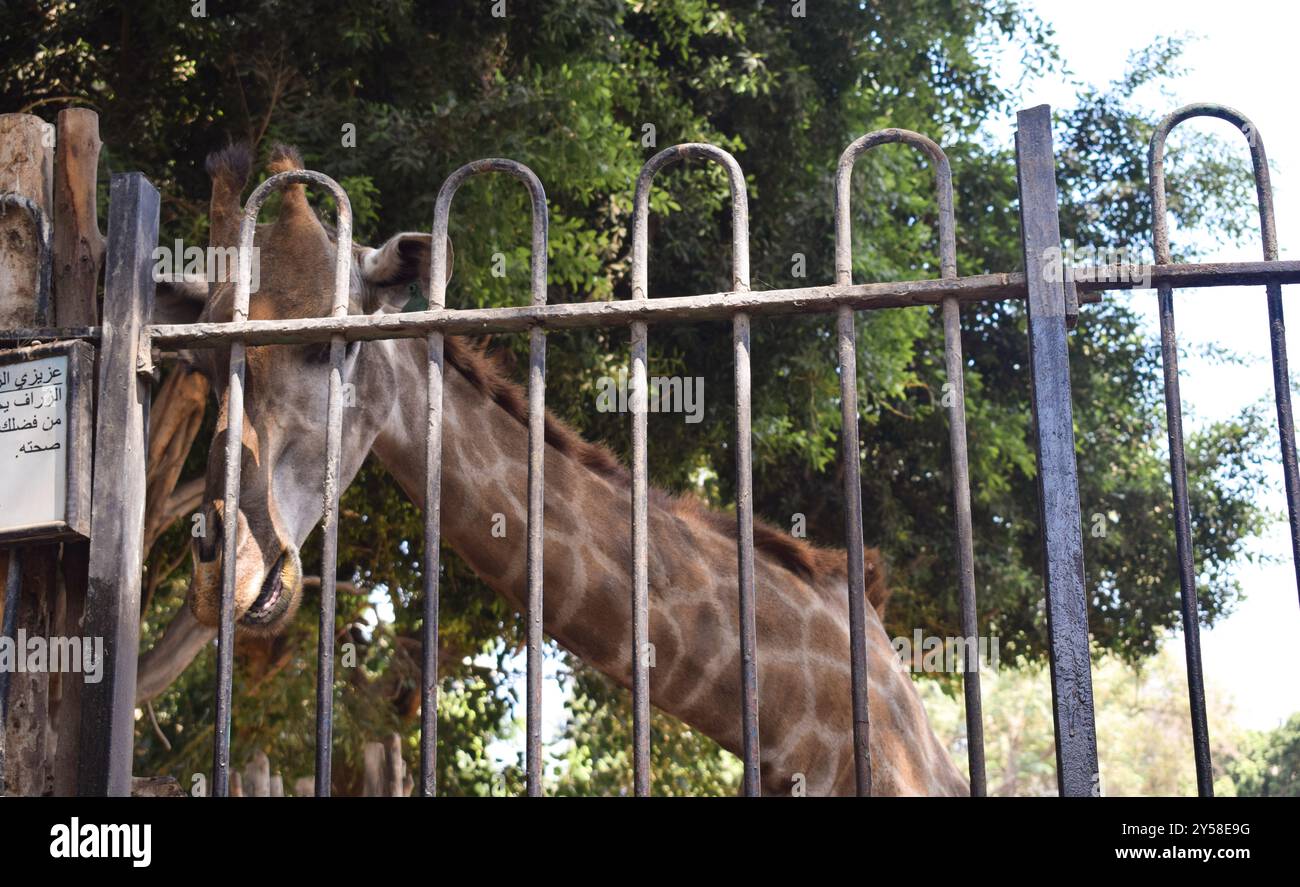 Une girafe mignonne sort sa langue tout en étant nourrie au zoo par jour ensoleillé à gizeh egypte Banque D'Images Une girafe mignonne sort sa langue tout en étant nourrie au zoo par jour ensoleillé à gizeh egypte Banque D'Images