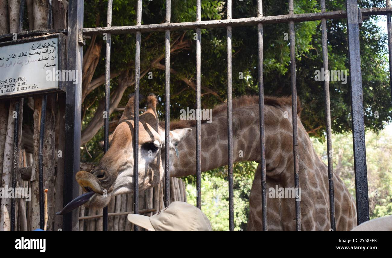 Une girafe mignonne sort sa langue tout en étant nourrie au zoo pendant la journée à gizeh egypte Banque D'Images Une girafe mignonne sort sa langue tout en étant nourrie au zoo pendant la journée à gizeh egypte Banque D'Images