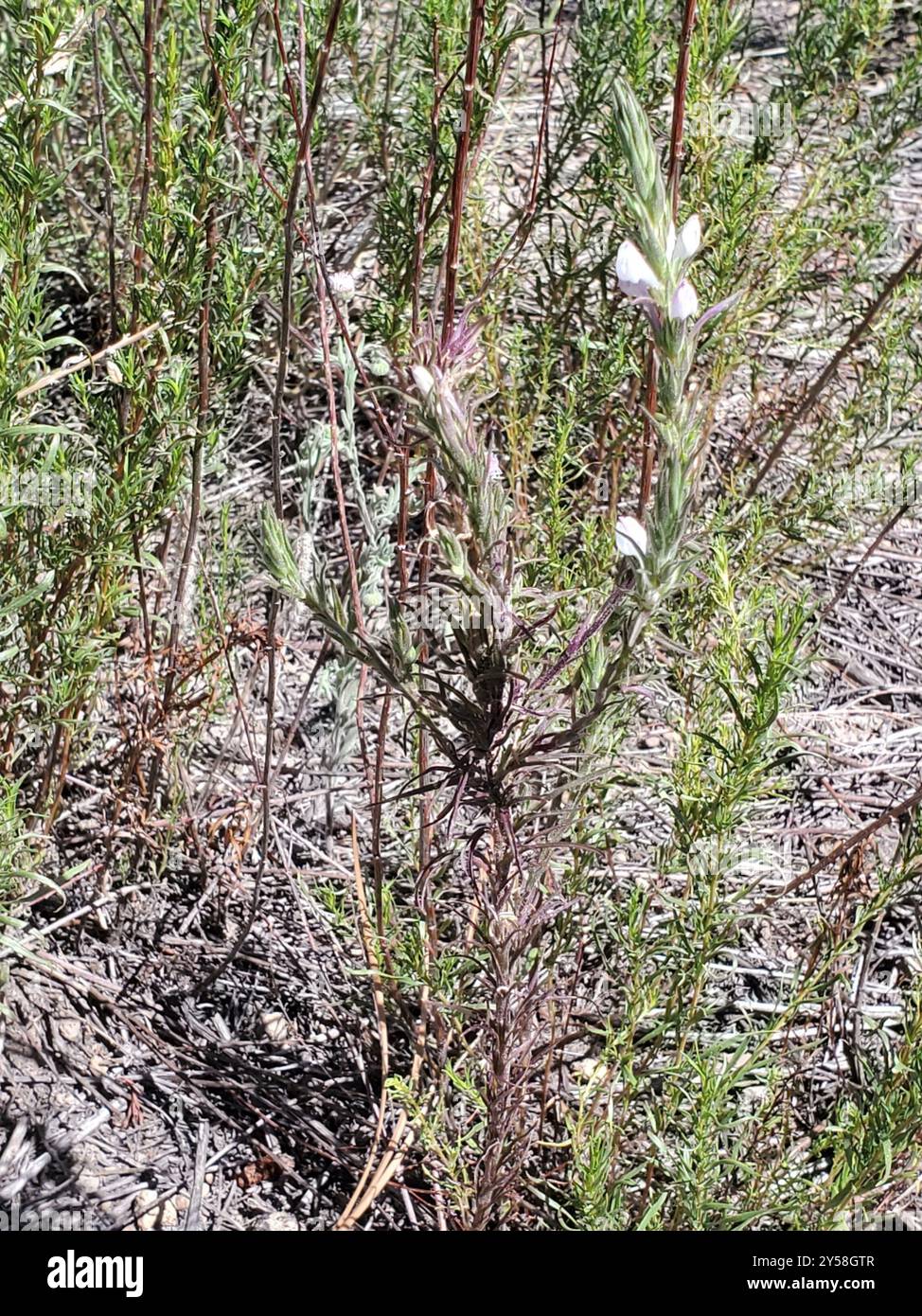 Orthocarpus purpureoalbus Plantae Banque D'Images