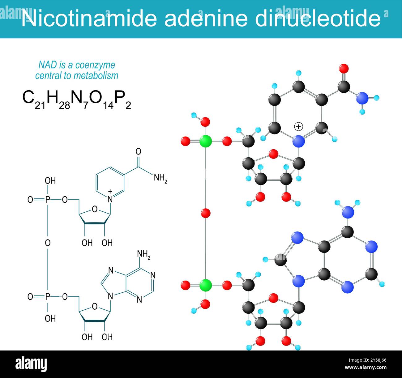 Molécule NAD. Formule structurale chimique moléculaire et modèle du nicotinamide adénine dinucléotide. Coenzyme pour le métabolisme. Illustration vectorielle Illustration de Vecteur