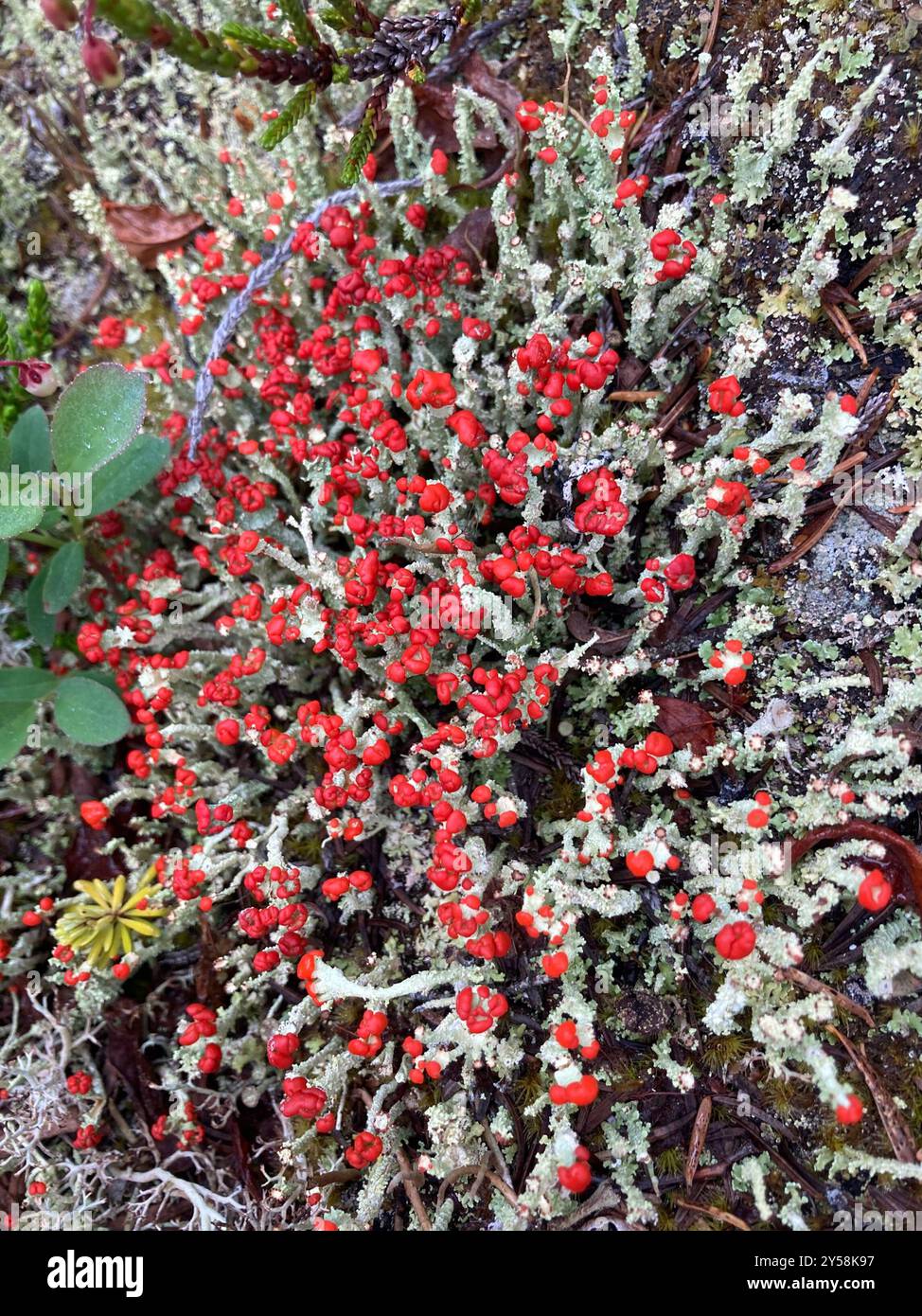 Soldats jouets (Cladonia bellidiflora) champignons Banque D'Images