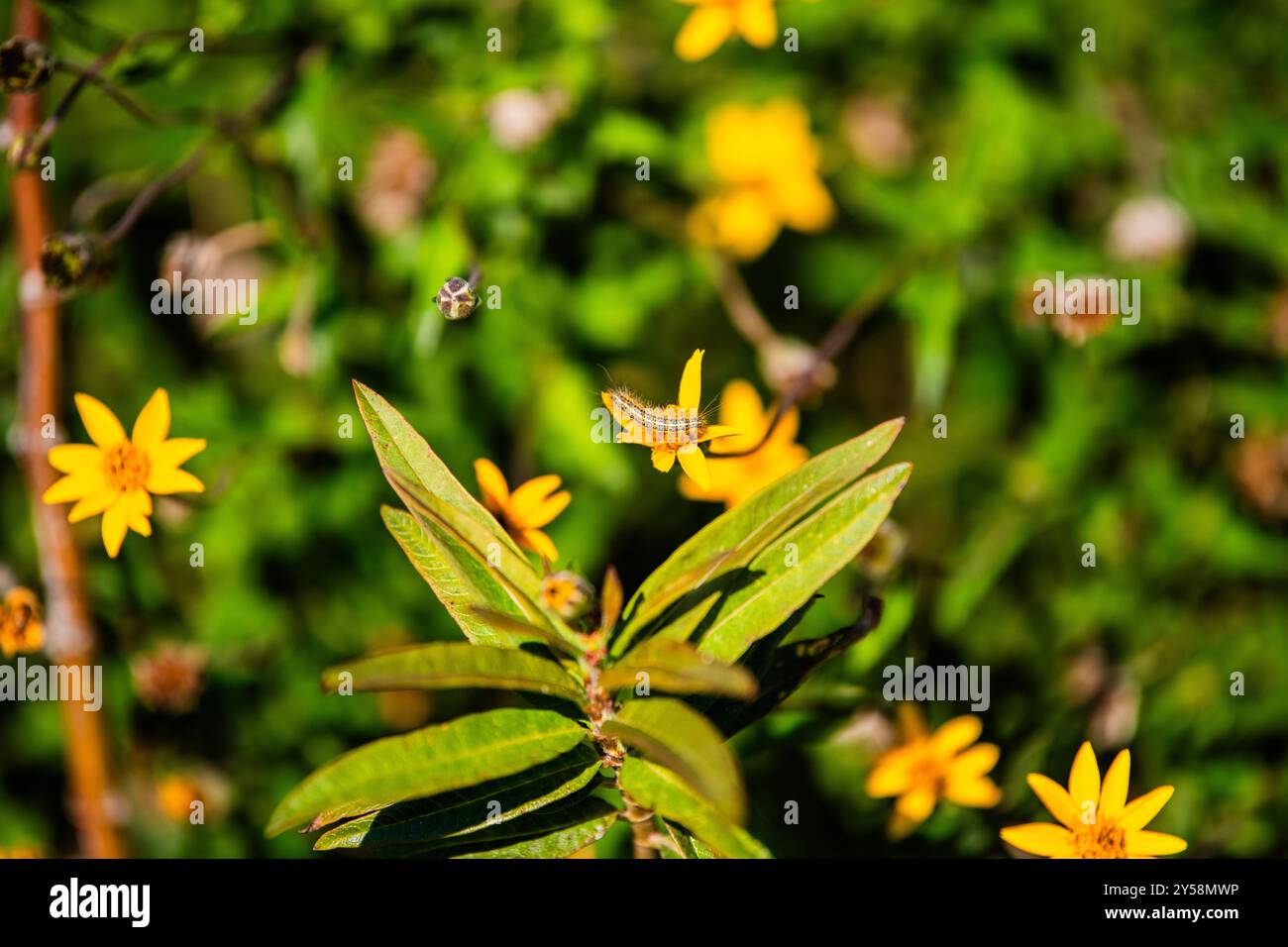 Un jardin de pollinisateurs avec des fleurs qui attirent les abeilles et autres pollinisateurs à Wylie, au Texas. Banque D'Images