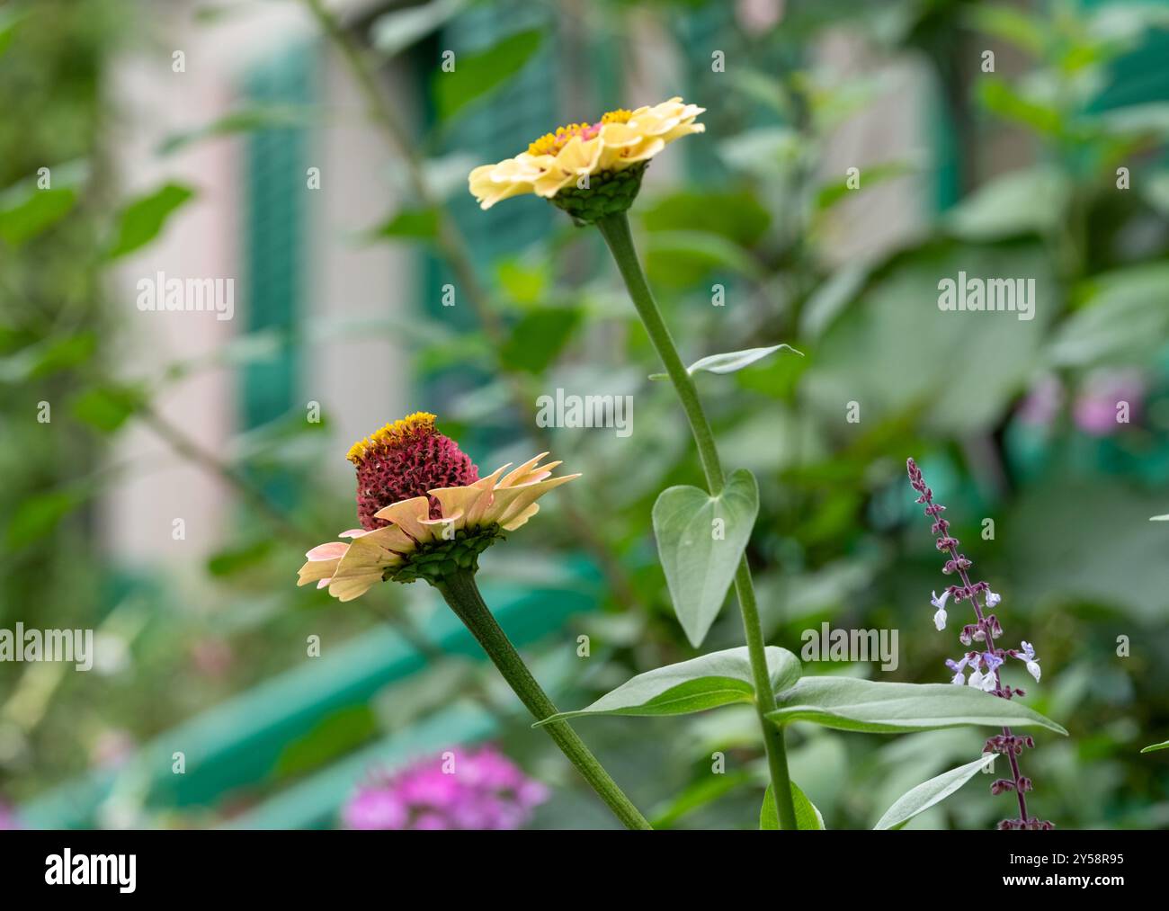 Fleurs colorées dans le jardin de la maison du peintre impressionniste Claude Monet à Giverny, France. Banque D'Images