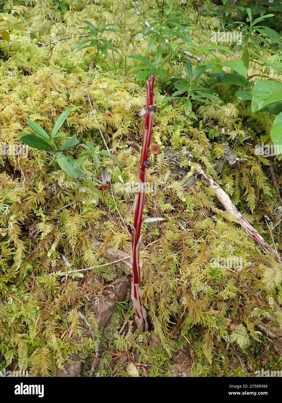 Bâton de sucre (Allotropa virgata) Plantae Banque D'Images