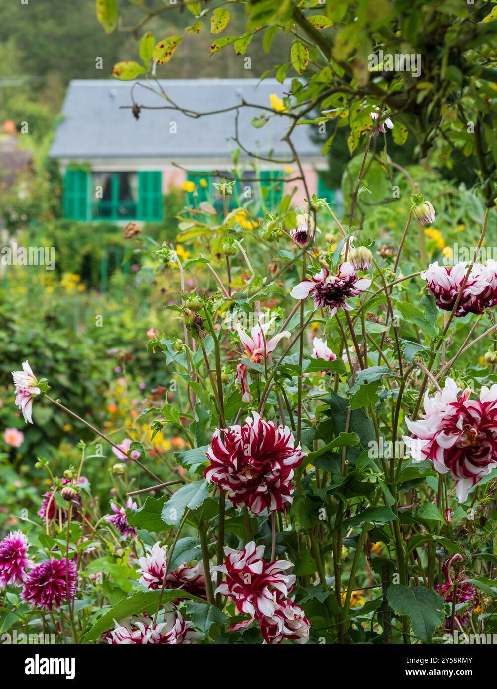 Fleurs colorées dans le jardin de la maison du peintre impressionniste Claude Monet à Giverny, France. Banque D'Images