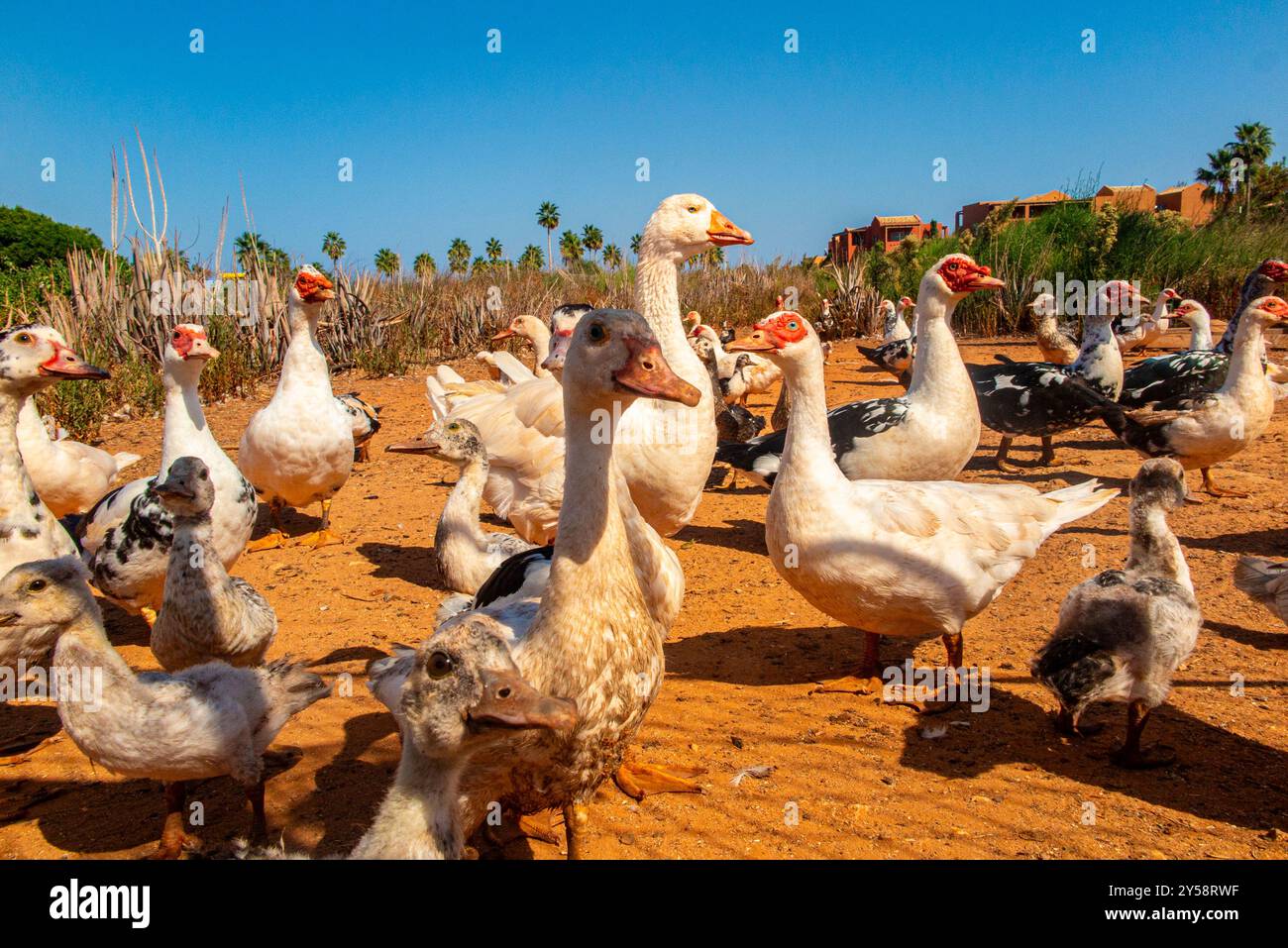 Oies et canards captivés sur une petite exploitation en Crète, Grèce Banque D'Images