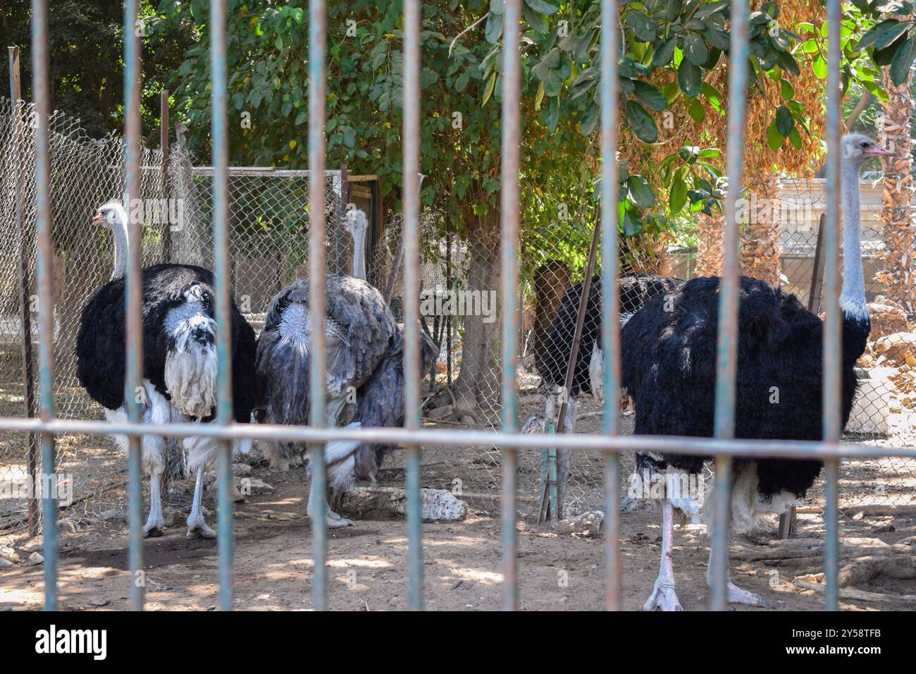 Un troupeau d'autruches ou Struthio camelus dans des cages au zoo par jour ensoleillé à gizeh egypte Banque D'Images