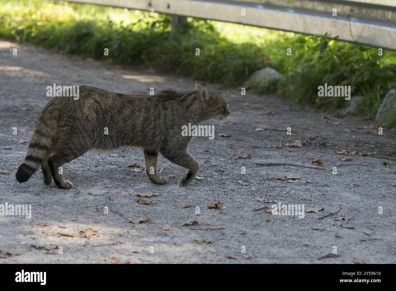 Wildcat croise un chemin Banque D'Images