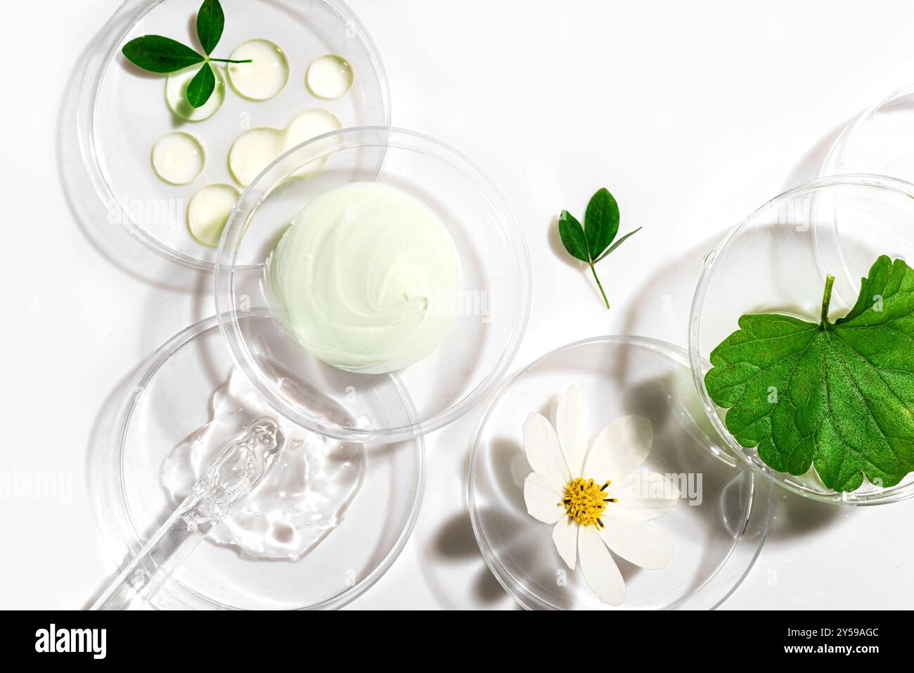 Produits naturels de soins de la peau tampons dans une boîte de Petri avec des feuilles vertes et des fleurs isolées sur fond blanc. Échantillon de produit de beauté avec des ombres dures, Banque D'Images