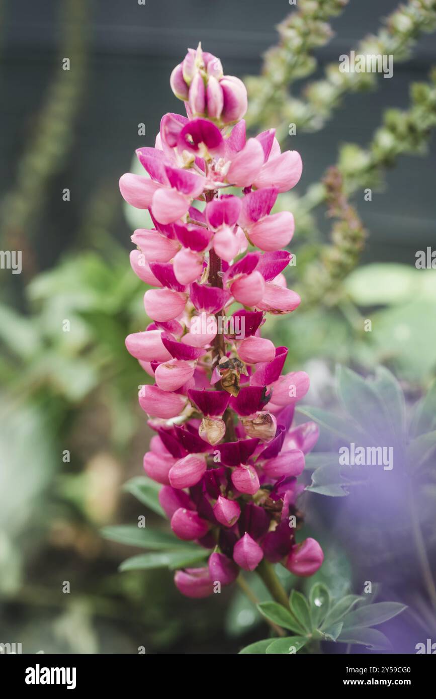 Plante lupin rose en fleurs dans le jardin en été Banque D'Images