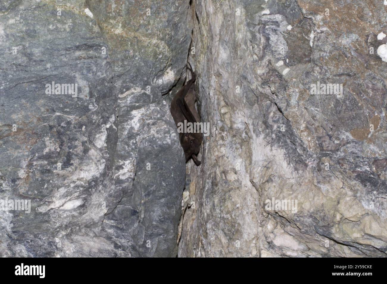 Une chauve-souris bouledogue est suspendue dans un tunnel de roche dans sa cachette de jour Banque D'Images