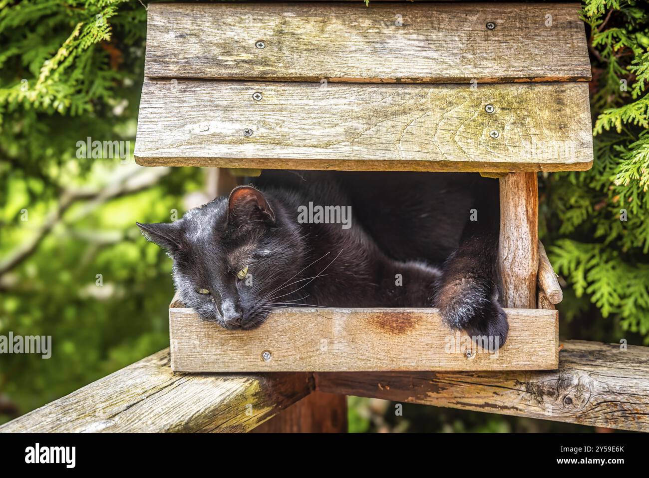 Chat de maison noire dans Birdhouse Banque D'Images