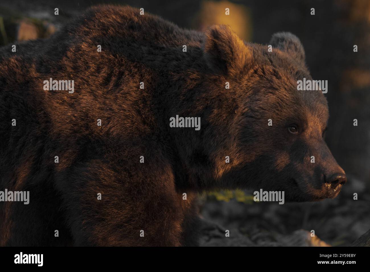 Ours brun sur le côté dans la lumière du soir Banque D'Images