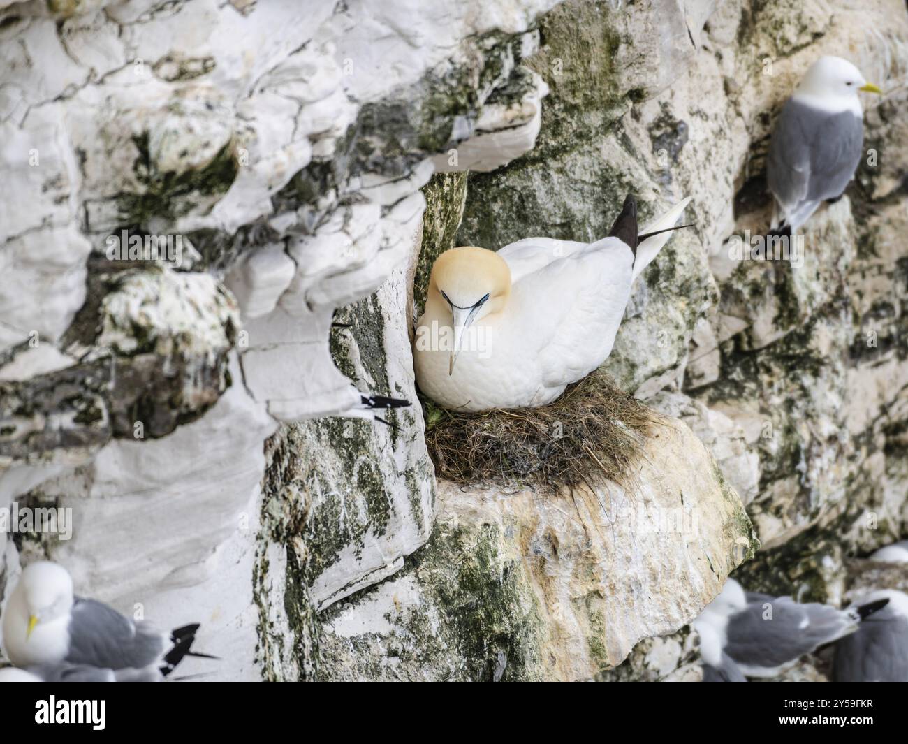 Gannet, nichant à Bempton Cliffs, Yorkshire, Angleterre, Royaume-Uni, Europe Banque D'Images