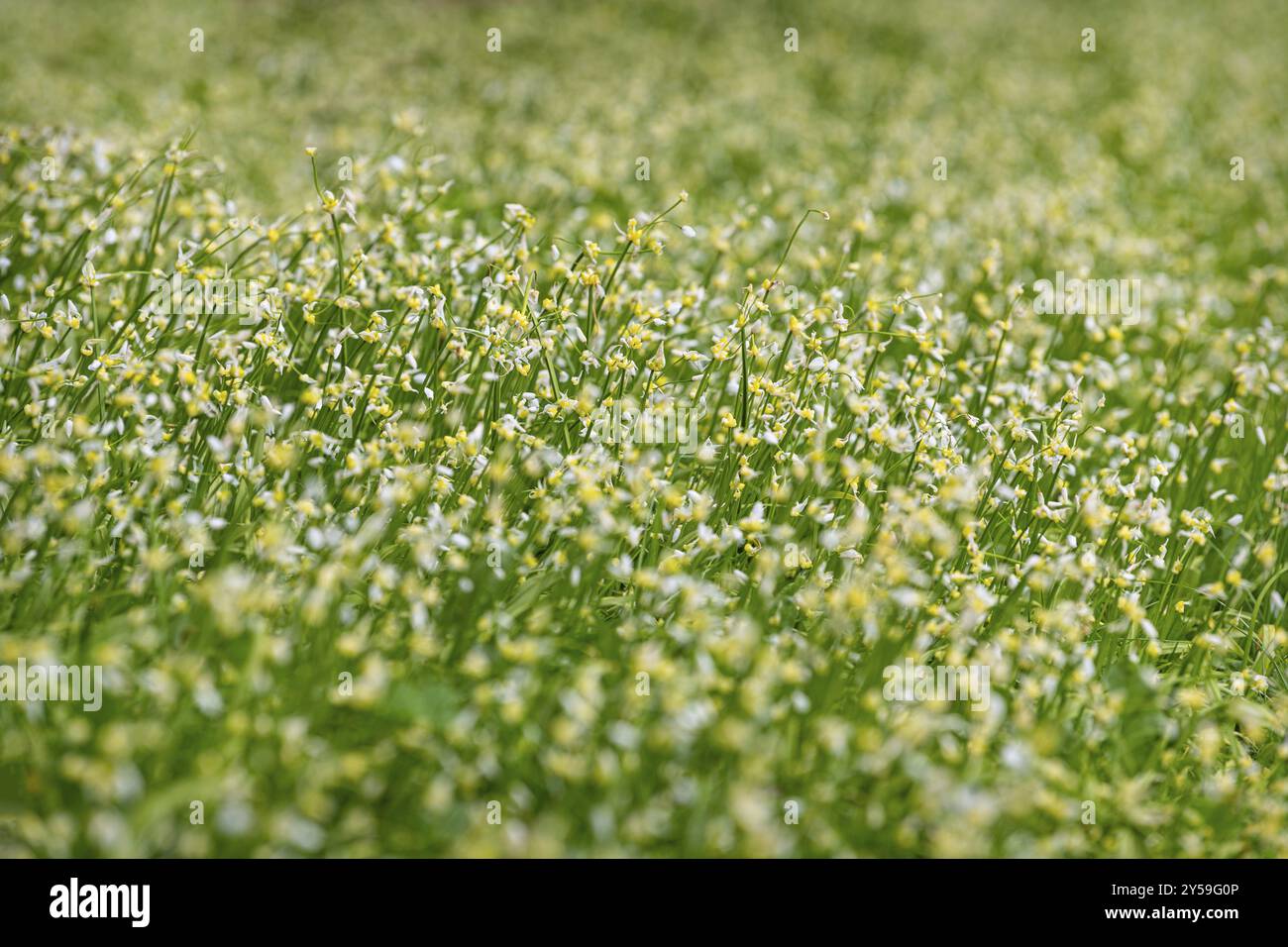 Plantes d'oignons sauvages en fleur Banque D'Images