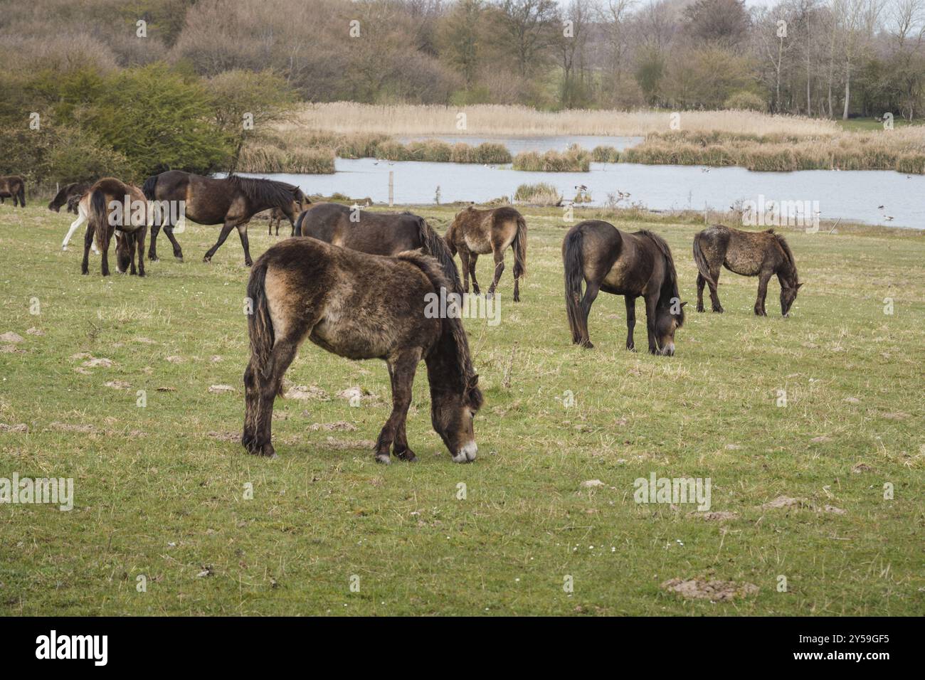 Poneys Exmoor sauvages sur une prairie à Langeland, Danemark, Europe Banque D'Images