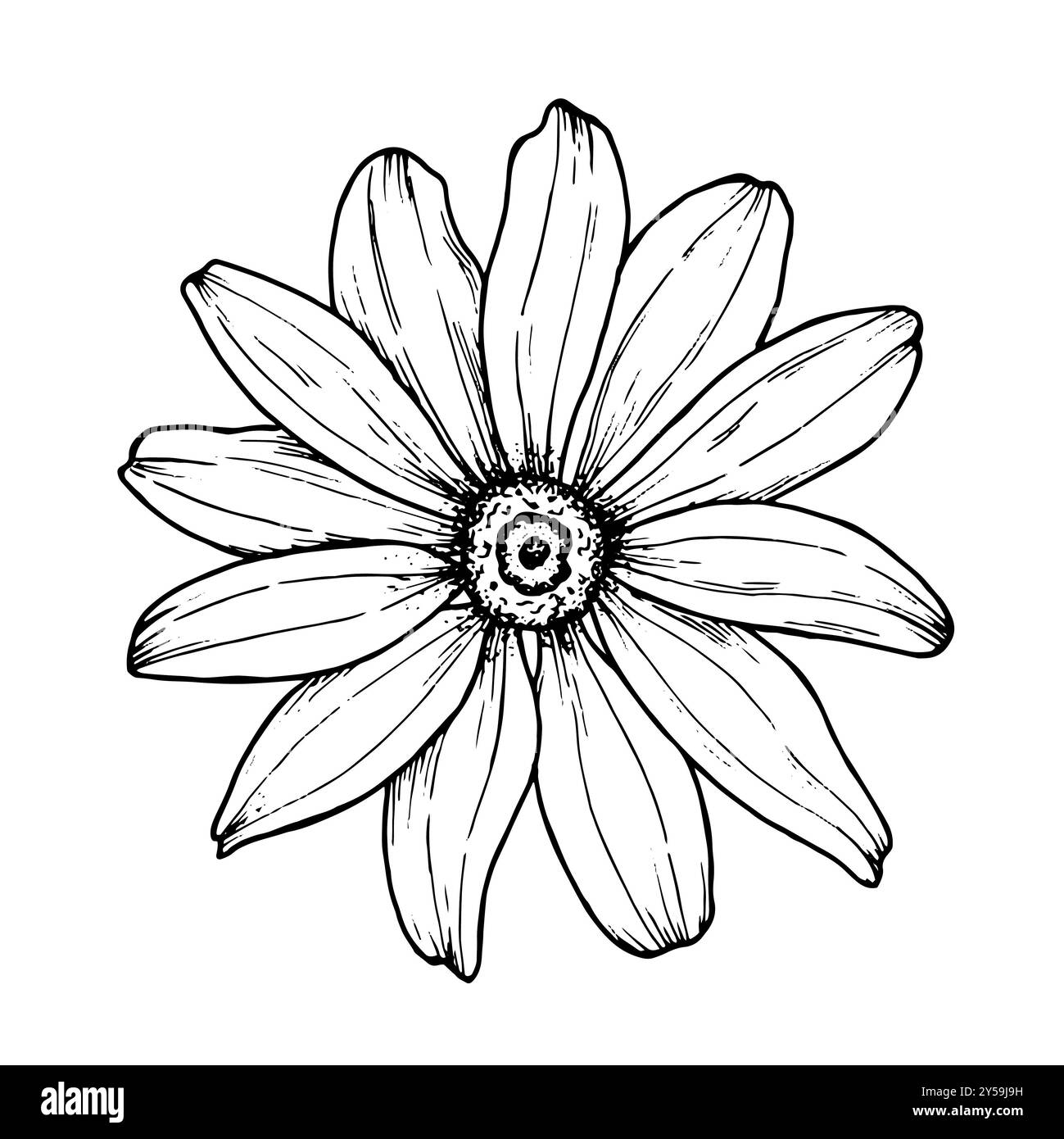 Illustration graphique de fleur dessinée à la main pour créer un motif, logo, affiche, impression sur tasse, emballage, invitations, carte, t-shirt, tatouage, sacs. Rudbeckia Banque D'Images