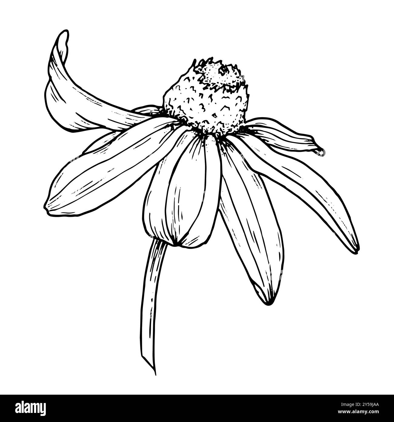 Illustration graphique de fleur dessinée à la main pour créer un motif, logo, affiche, impression sur tasse, emballage, invitations, carte, t-shirt, tatouage, sacs. Rudbeckia Banque D'Images