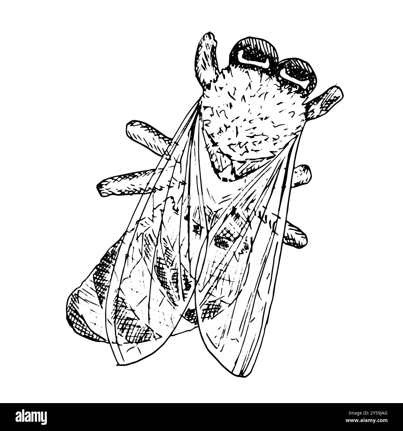 Insecte abeille ou mouche illustration graphique dessinée à la main pour créer un motif, logo, affiche, impression sur tasse, emballage, invitations, carte, t-shirt, tatouage. Banque D'Images
