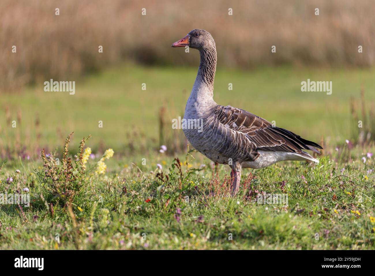 Oie grise (Anser anser) sur les marais salants de Juist, îles de Frise orientale, Allemagne, Europe Banque D'Images