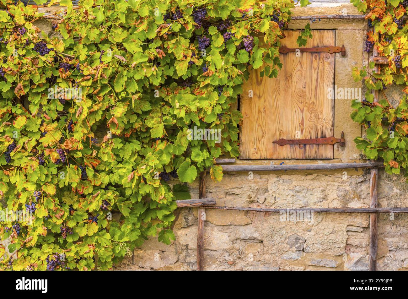 Fond d'automne avec raisins suspendue sur le mur de pierre d'une ancienne maison allemande Banque D'Images