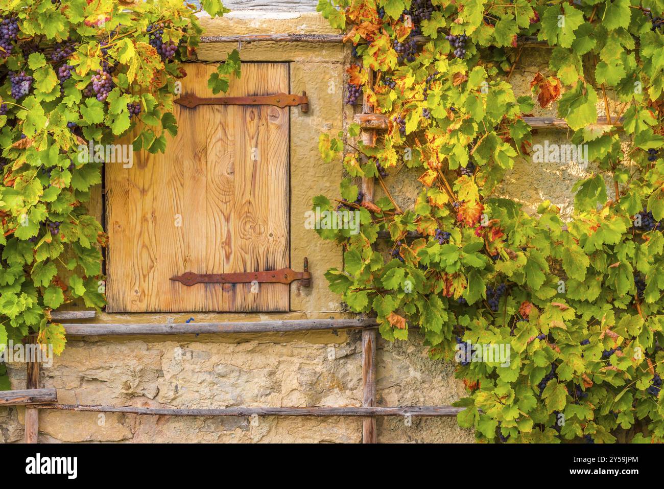 Image rustique dans des décors automnaux avec la trappe en bois et les vignes suspendues, sur le mur d'une vieille maison allemande Banque D'Images