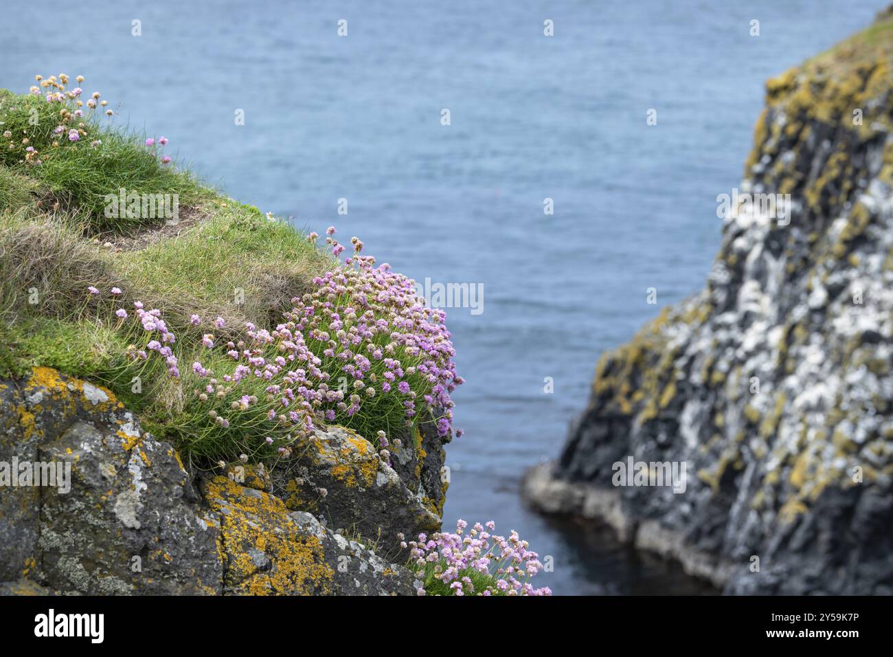 L'épargne, le Carrick-a-Rede, Antrim, en Irlande du Nord Banque D'Images