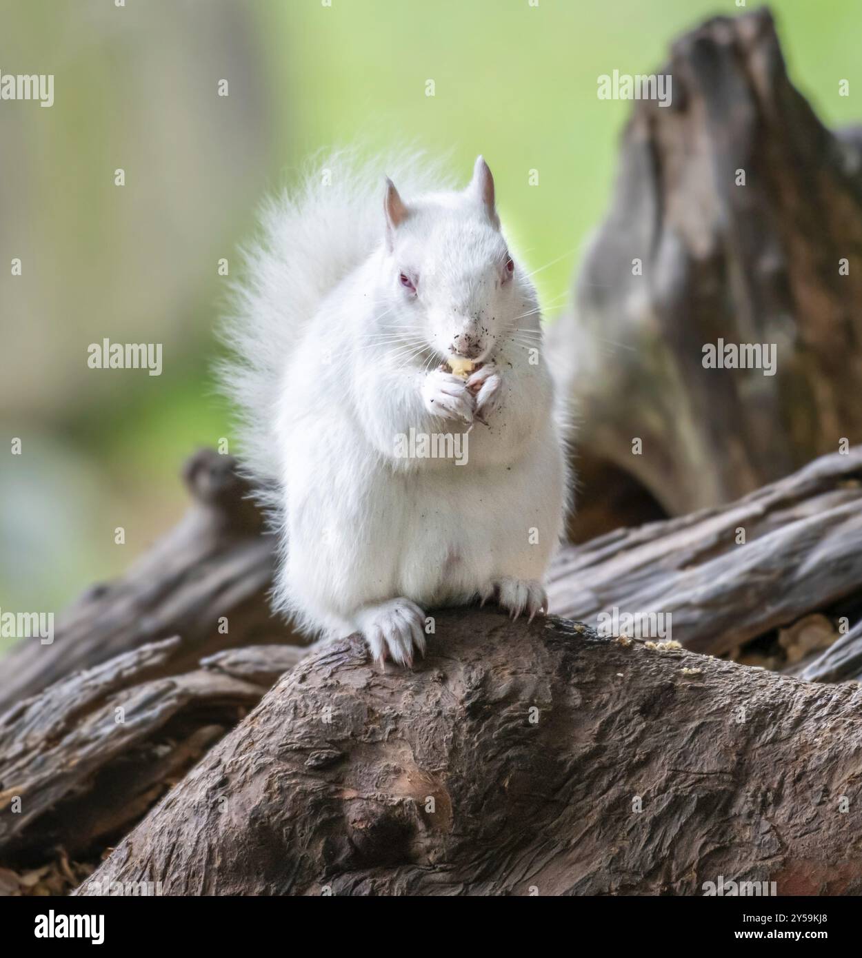 Écureuil gris albinos Banque D'Images
