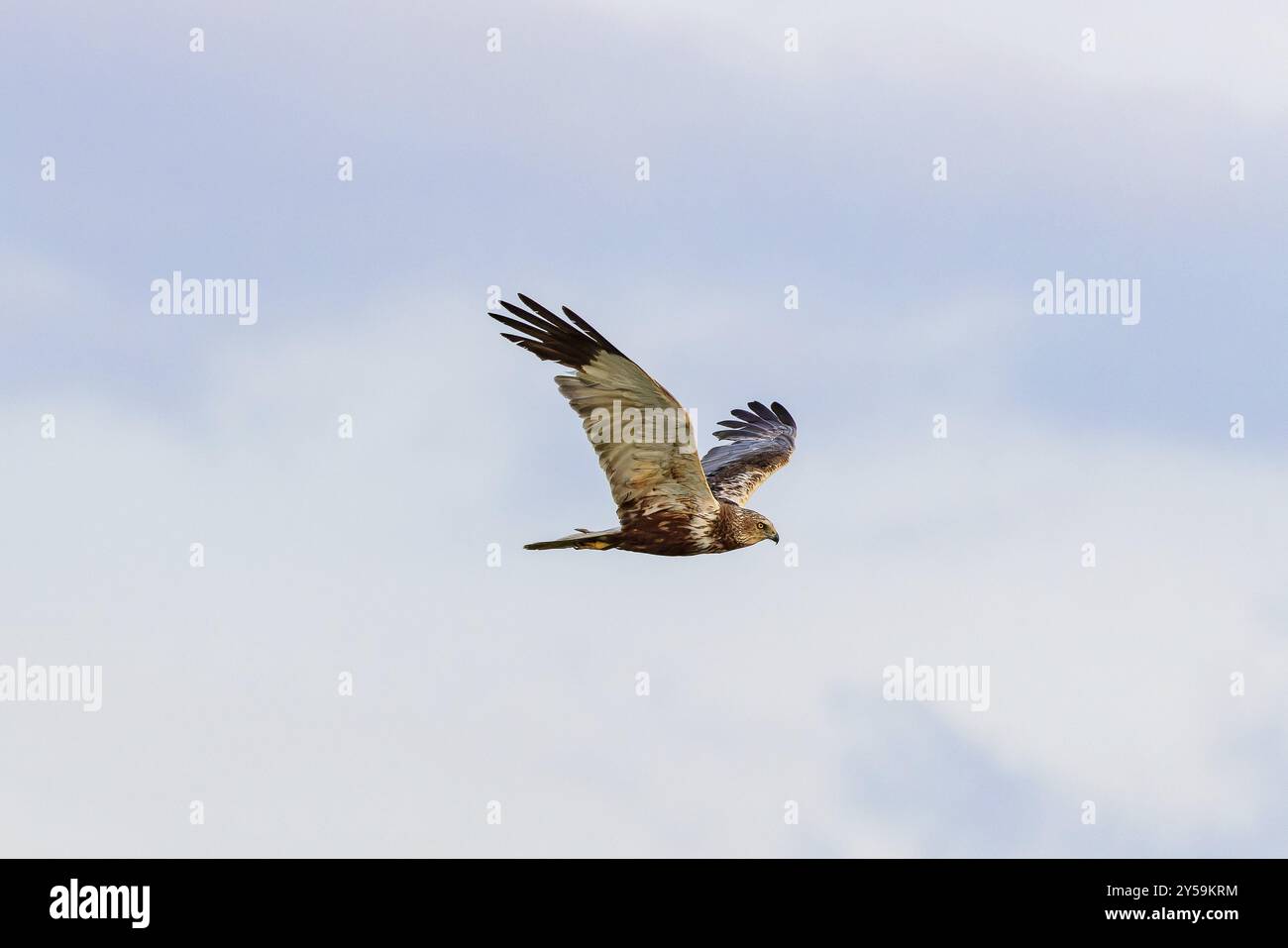 Marsh harrier (Circus aeruginosus) en vol sur Juist, Îles de Frise orientale, Allemagne, Europe Banque D'Images