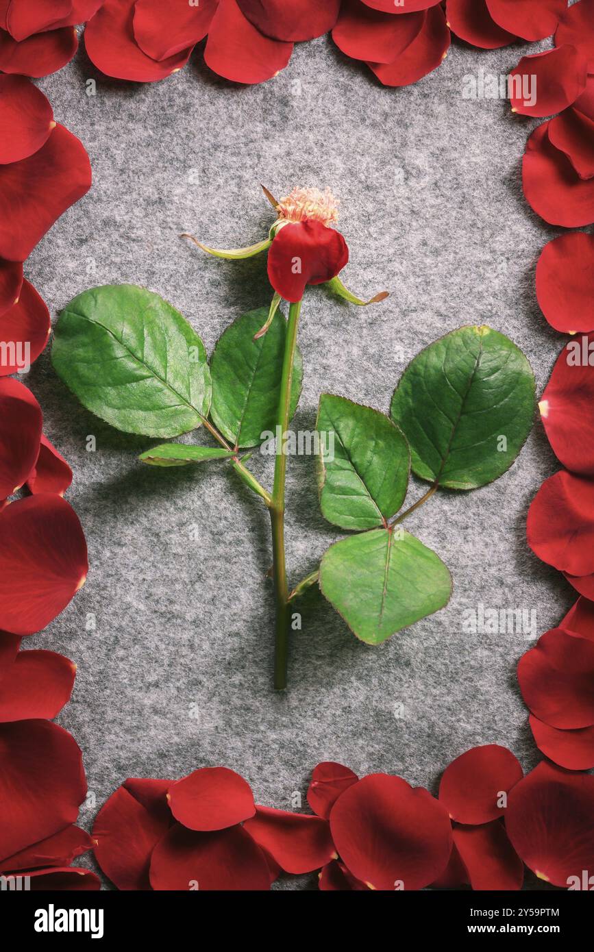 Image design romantique avec une tige de rose avec un seul pétale, sur un tissu gris vintage, entouré de ses pétales rouges étalés en forme de cadre Banque D'Images