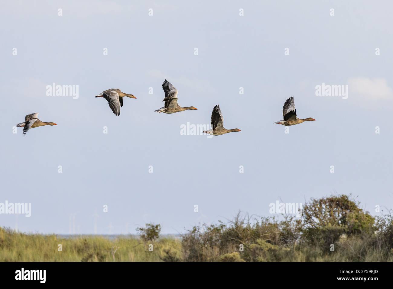 Oies de Greylag (Anser anser) en vol sur Juist, îles de Frise orientale, Allemagne, Europe Banque D'Images