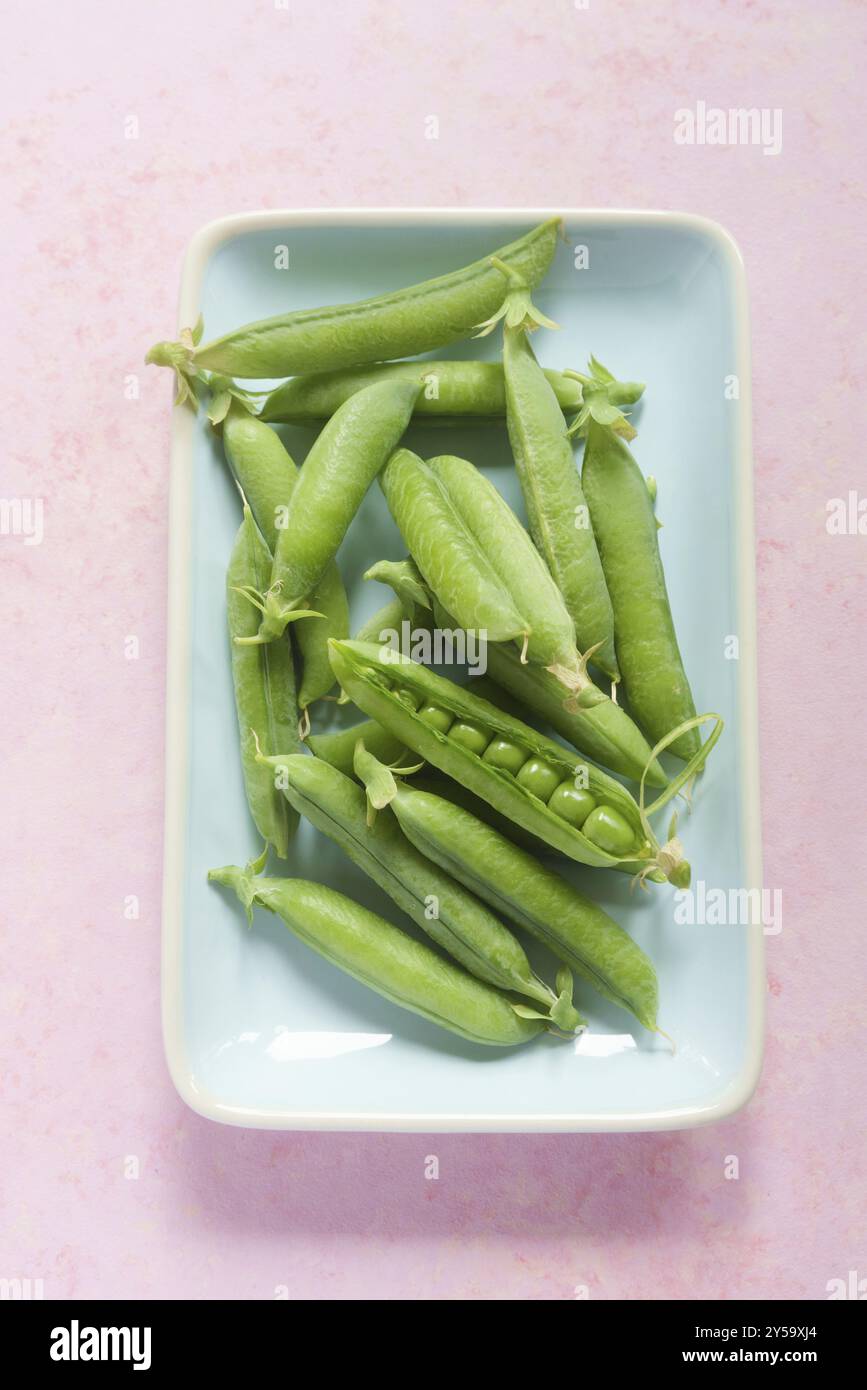 Petits pois frais récoltés sur un plateau bleu clair sur une table rose Banque D'Images