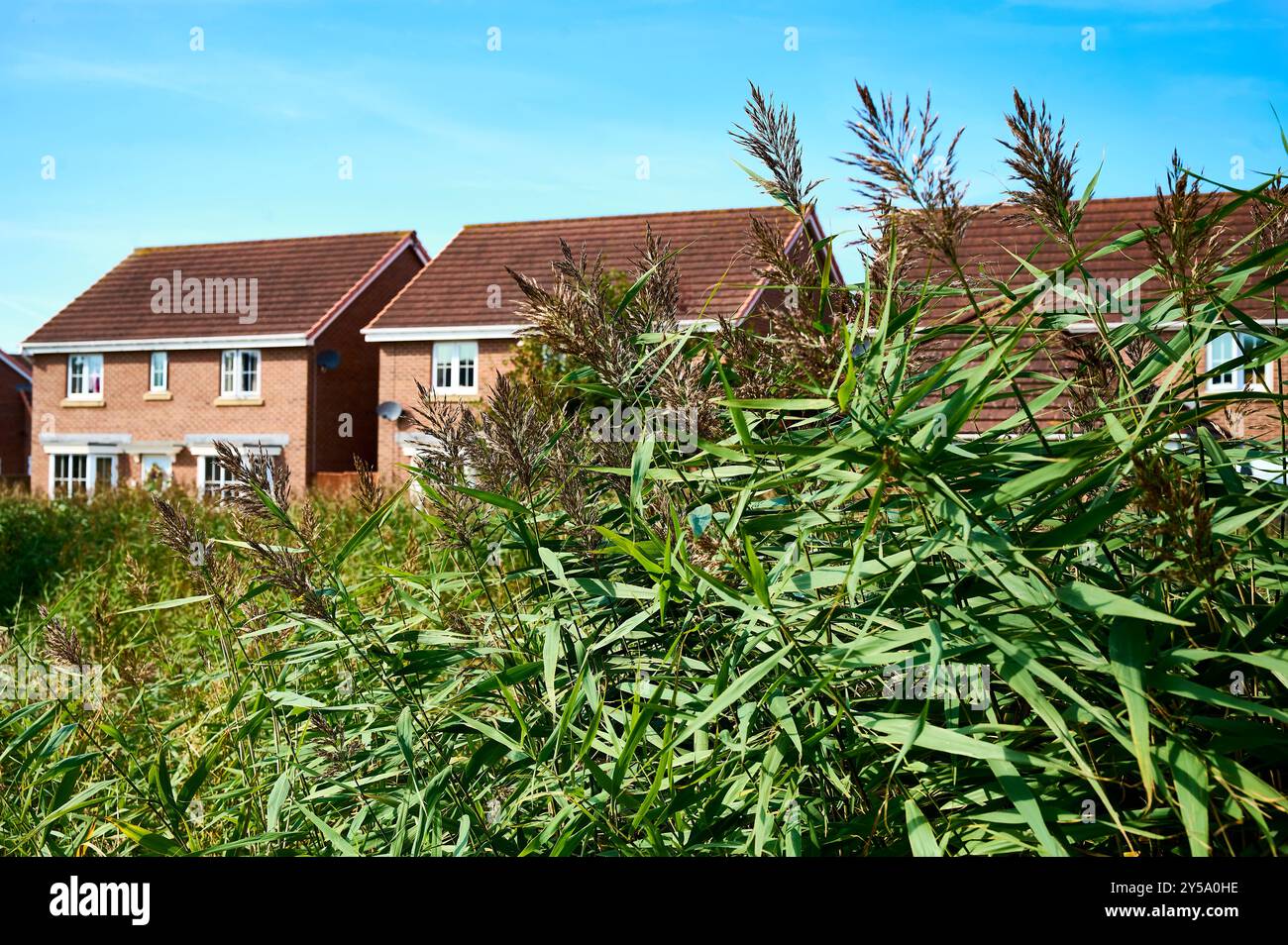 Cransbill géraniums grandissant sous le développement de nouveaux logements Banque D'Images