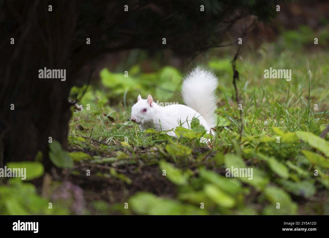Écureuil gris albinos Banque D'Images