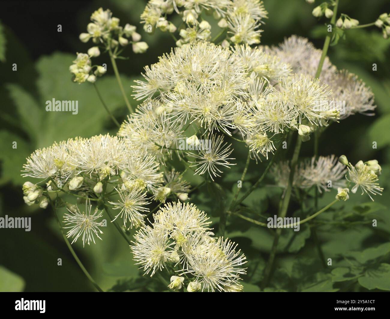 Plus de meadow-rue Banque D'Images