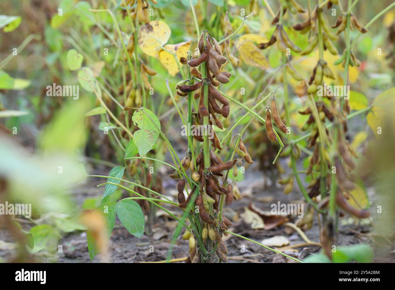 Plantation de soja, maturation des gousses avant la récolte dans un champ de culture. Banque D'Images
